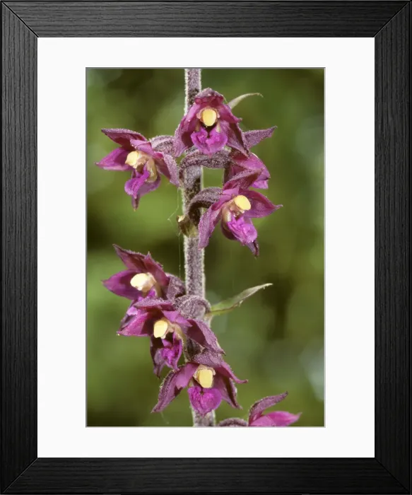 Framed Print : Dark Red Helleborinne