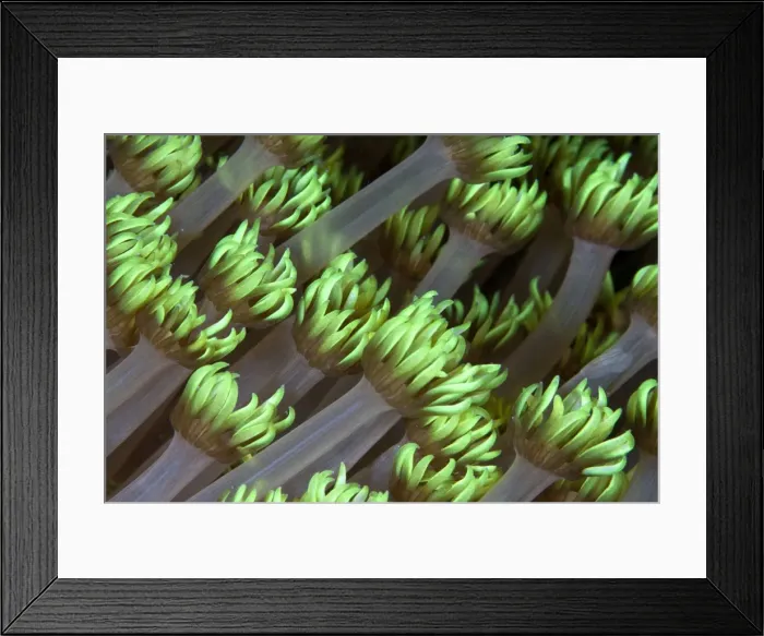 Framed Print : Clove Polyps - Indonesia Framed Print : Clove Polyps - Indonesia