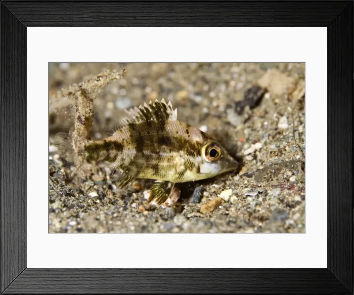 Framed Print : Cardinalfish - Indonesia Framed Print : Cardinalfish - Indonesia