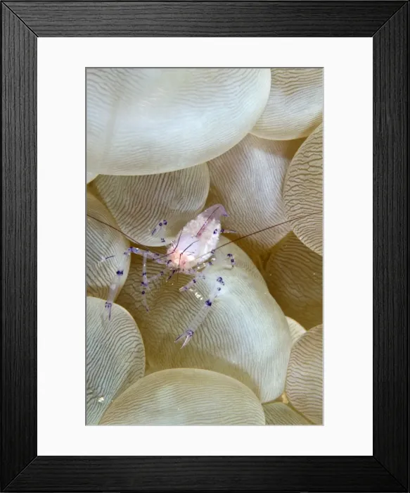 Framed Print : Bubble Coral Shrimp - Indonesia