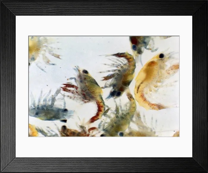 Framed Print : American Lobster Framed Print : American Lobster