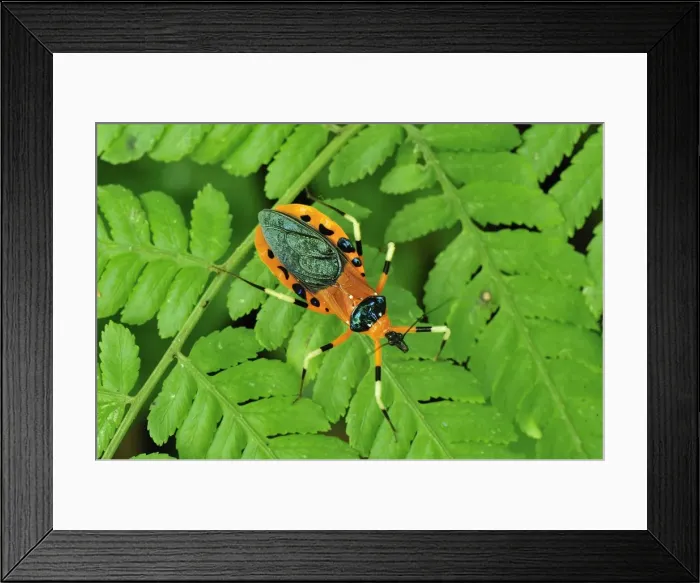 Framed Print : Assassin Bug - Gunung Leuser National Park - Northern Sumatra - Indonesia Framed Print : Assassin Bug - Gunung Leuser National Park - Northern Sumatra - Indonesia