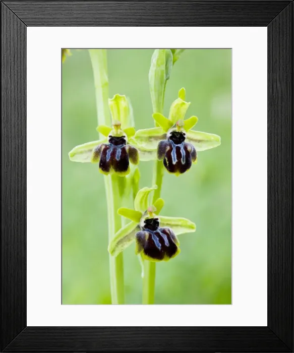 Framed Print : Ophrys epirotica in flower, endemic to north-west Greece Framed Print : Ophrys epirotica in flower, endemic to north-west Greece
