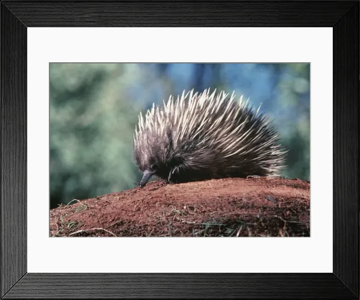 Framed Print : Short-beaked Echidna - Australia AU-1495
