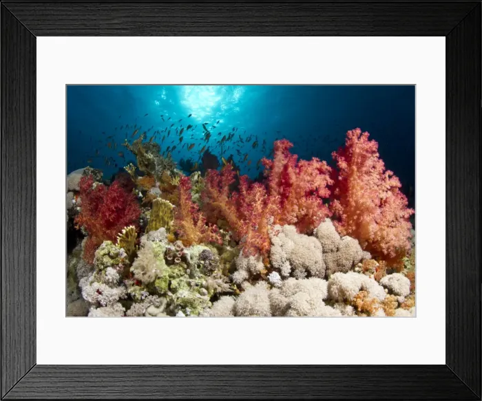 Framed Print : Soft Coral garden - Jackson Reef - Tiran - Egypt Framed Print : Soft Coral garden - Jackson Reef - Tiran - Egypt
