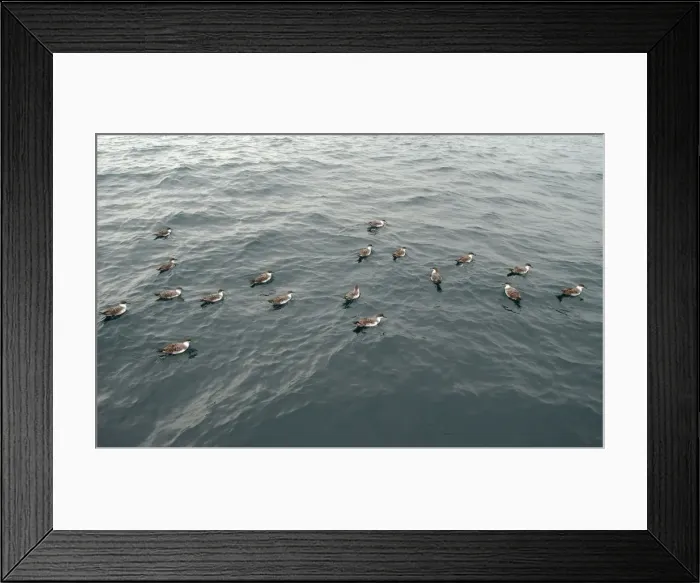 Framed Print : Great Shearwaters RES 277 On water Puffinus gravis © George Reszeter / ardea. com Framed Print : Great Shearwaters RES 277 On water Puffinus gravis © George Reszeter / ardea. com