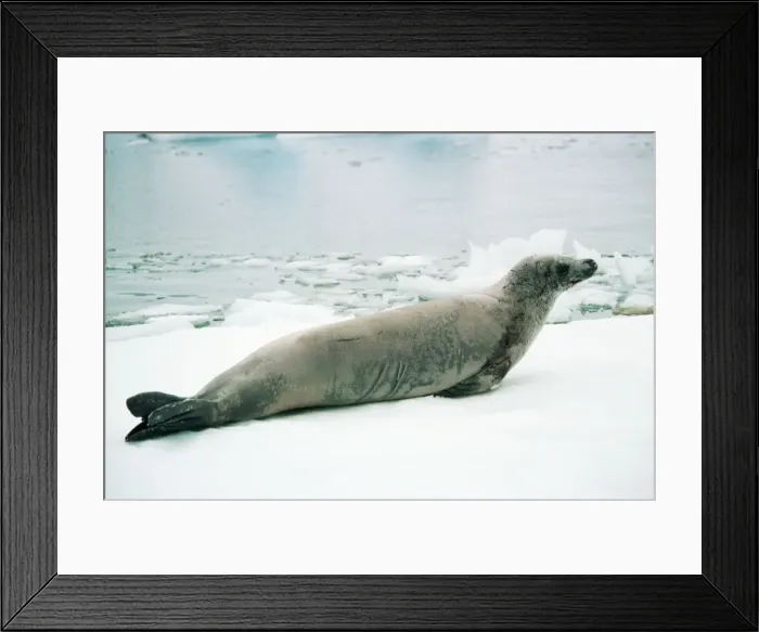 Framed Print : Crabeater Seal RB 358 Antarctica Lobodon carcinophagus © Roberto Bunge / ardea. com Framed Print : Crabeater Seal RB 358 Antarctica Lobodon carcinophagus © Roberto Bunge / ardea. com