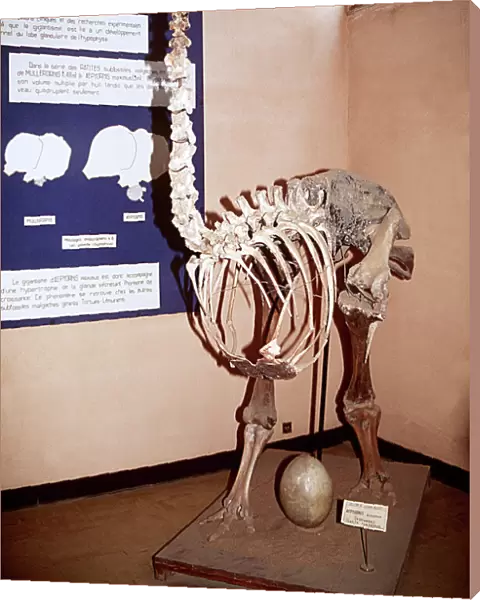 Skeleton of Aepyornis - an extinct bird Extinct Bird