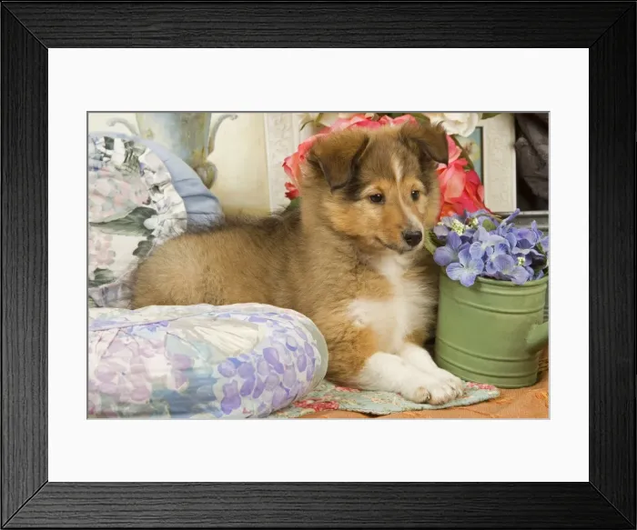 Framed Print : Dog - Shetland Sheepdog puppy Framed Print : Dog - Shetland Sheepdog puppy