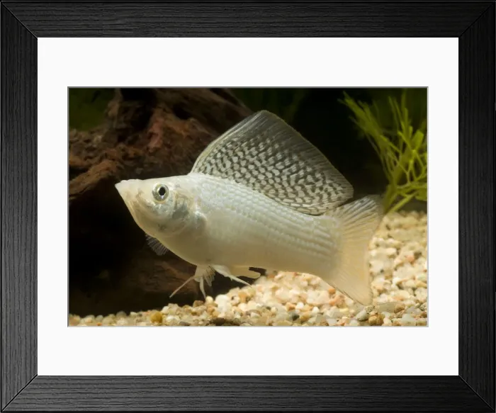 Framed Print : Yucatan Molly - male Framed Print : Yucatan Molly - male