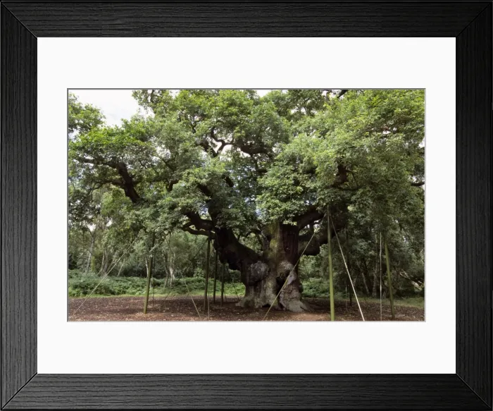 Framed Print : Major Oak - with support props - Sherwood Forest - Nottinghamshire - England Framed Print : Major Oak - with support props - Sherwood Forest - Nottinghamshire - England