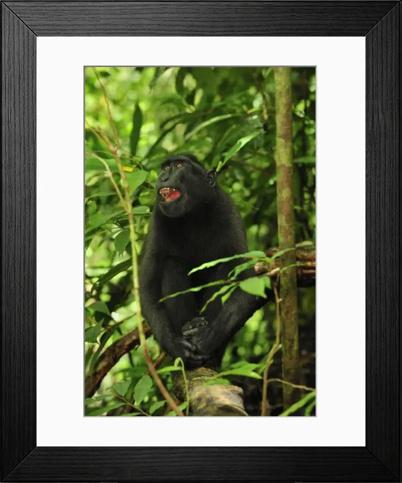 Framed Print : Celebes Crested Macaque / Crested Black Macaque / Sulawesi Crested Macaque / Black Ape - Tangkoko Nature Reserve - North Sulawesi - Indonesia Framed Print : Celebes Crested Macaque / Crested Black Macaque / Sulawesi Crested Macaque / Black Ape - Tangkoko Nature Reserve - North Sulawesi - Indonesia