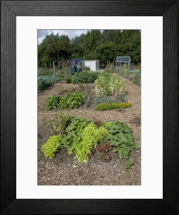 Framed Print : Vegetables growing on well maintained community allotment - Bishops Cleeve Cheltenham - UK Framed Print : Vegetables growing on well maintained community allotment - Bishops Cleeve Cheltenham - UK