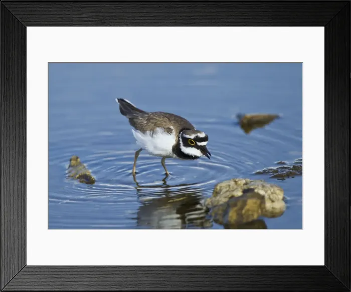 Framed Print : Little-ringed Plover - searching for food - April - Cyprus Framed Print : Little-ringed Plover - searching for food - April - Cyprus