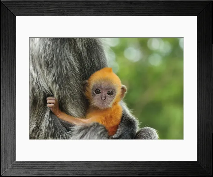 Framed Print : Silvery Lutung / Silvered Leaf Monkey / Silvery Langur - mother with baby - young are born with orange fur but this changes to the adult colour after 3-5 months - Kuala Selangor Nature Park - West Malaysia Framed Print : Silvery Lutung / Silvered Leaf Monkey / Silvery Langur - mother with baby - young are born with orange fur but this changes to the adult colour after 3-5 months - Kuala Selangor Nature Park - West Malaysia