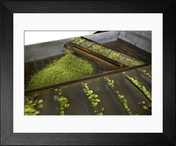 Framed Print : Common Hop harvest - Belgium Framed Print : Common Hop harvest - Belgium