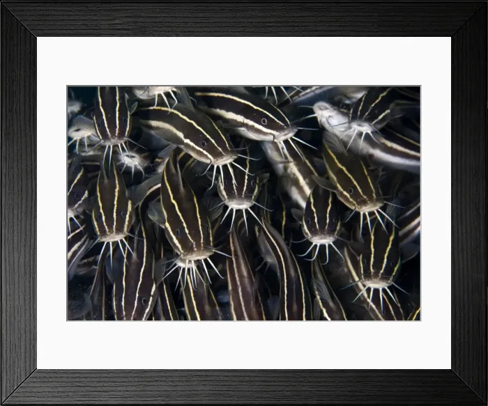 Framed Print : Striped Catfish - Indonesia Framed Print : Striped Catfish - Indonesia