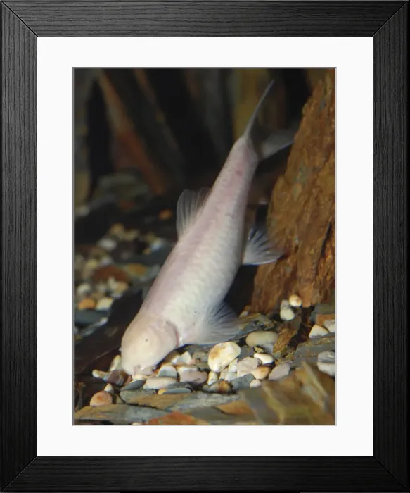 Framed Print : Oman Blind Cave Fish - Oman Framed Print : Oman Blind Cave Fish - Oman