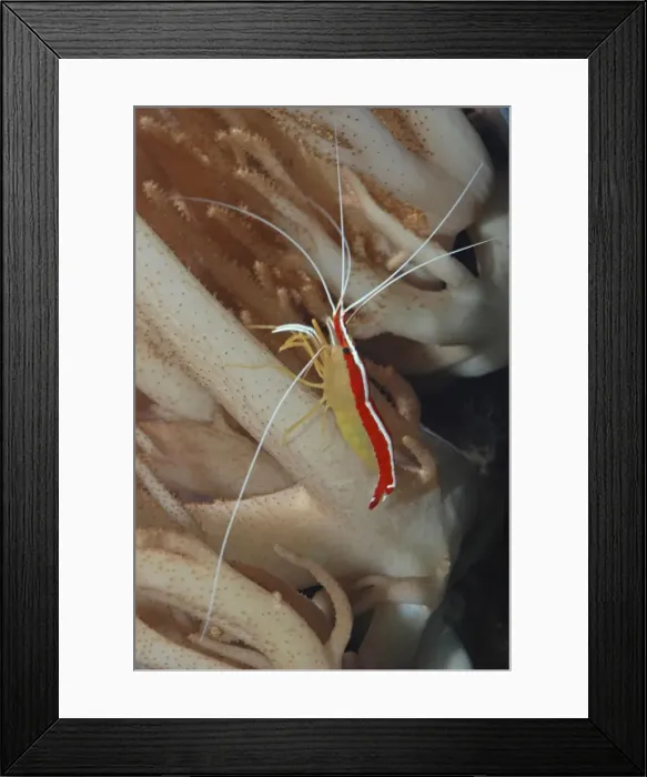 Framed Print : Cleaner Shrimp - tropical coral reefs
