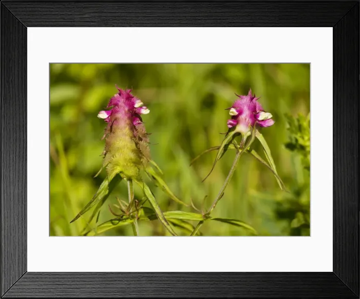 Framed Print : Crested Cow-wheat - very rare in UK Framed Print : Crested Cow-wheat - very rare in UK