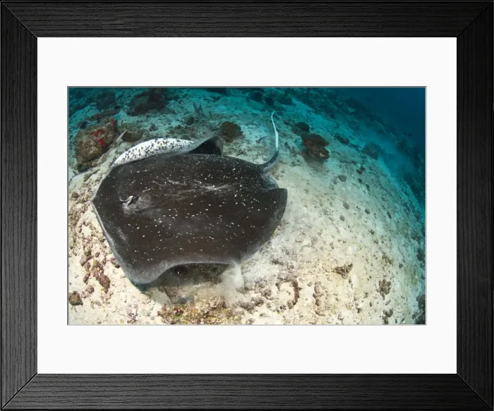 Framed Print : Blotched Fantail Ray - Maldives Framed Print : Blotched Fantail Ray - Maldives