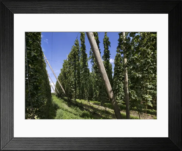 Framed Print : Common Hop field - Belgium Framed Print : Common Hop field - Belgium