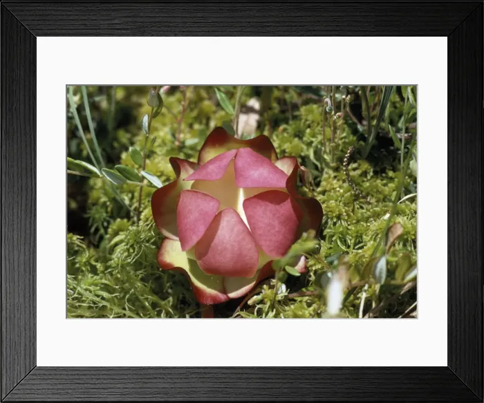 Framed Print : Pitcher Plant Framed Print : Pitcher Plant