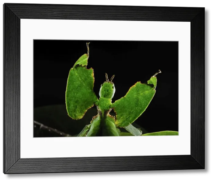 Framed Print : Walking Leaf / Leaf Insect - at the cloudforest - Cameron Highlands - West Malaysia. Phylliidae - Phasmida Framed Print : Walking Leaf / Leaf Insect - at the cloudforest - Cameron Highlands - West Malaysia. Phylliidae - Phasmida
