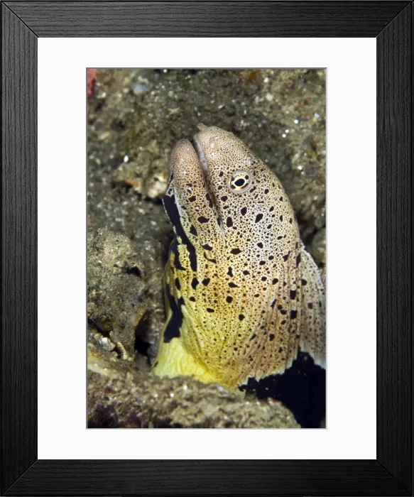 Framed Print : Chlamydatus Moray Eel - Indonesia Framed Print : Chlamydatus Moray Eel - Indonesia
