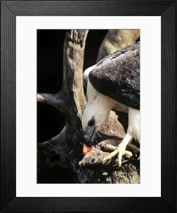 Framed Print : White-bellied Sea-eagle - feeding on fish Framed Print : White-bellied Sea-eagle - feeding on fish