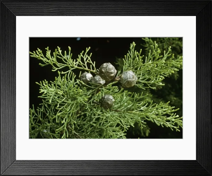 Framed Print : Montery Cypress Cones Framed Print : Montery Cypress Cones