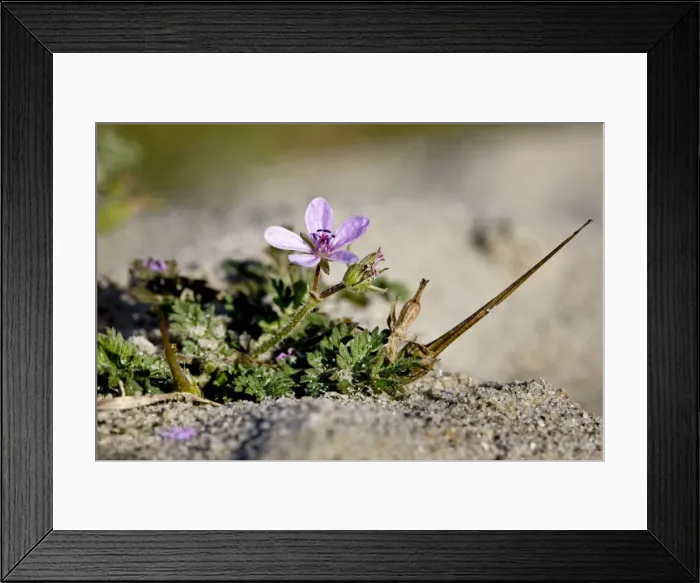 Framed Print : Redstem Filaree  /  Common Stork's-bill - in sand