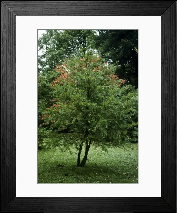 Framed Print : Califonia Nutmeg Tree Framed Print : Califonia Nutmeg Tree