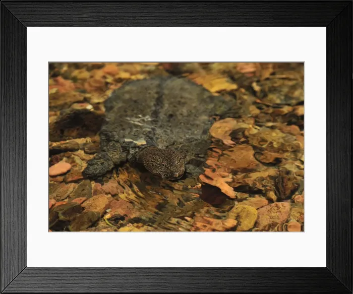 Framed Print : Malayan Soft-shelled Turtle - Gunung Leuser National Park - Northern Sumatra - Indonesia