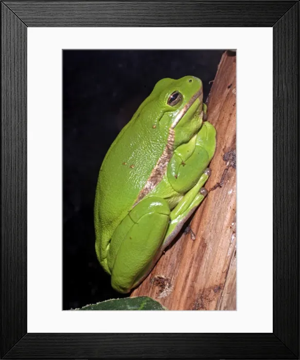 Framed Print : Green Tree Frog - southern USA Framed Print : Green Tree Frog - southern USA