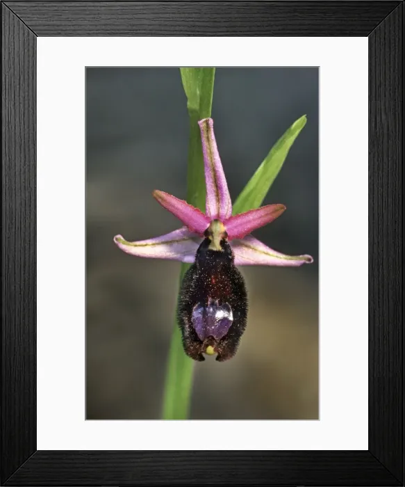 Framed Print : Bertoloni's Bee orchid - Italy Framed Print : Bertoloni's Bee orchid - Italy