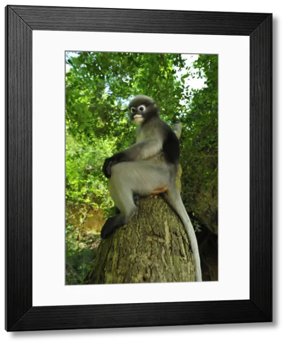 Framed Print : Dusky Leaf Monkey / Spectacled Langur / Spectacled Leaf Monkey - Khao Sam Roi Yot National Park - Thailand Framed Print : Dusky Leaf Monkey / Spectacled Langur / Spectacled Leaf Monkey - Khao Sam Roi Yot National Park - Thailand