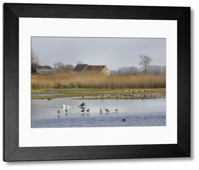 Framed Print : Mixed Bird species at Uitkerkse Polder Nature reserve - Uitkerke - Belgium Framed Print : Mixed Bird species at Uitkerkse Polder Nature reserve - Uitkerke - Belgium
