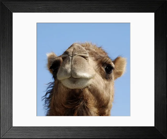 Framed Print : Camel. PM-10664. Camel. Camelus dromedarius. Pat Morris. Framed Print : Camel. PM-10664. Camel. Camelus dromedarius. Pat Morris.