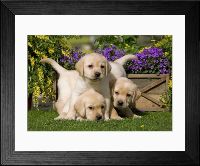 Framed Print : Dog - Yellow Labrador puppies Framed Print : Dog - Yellow Labrador puppies