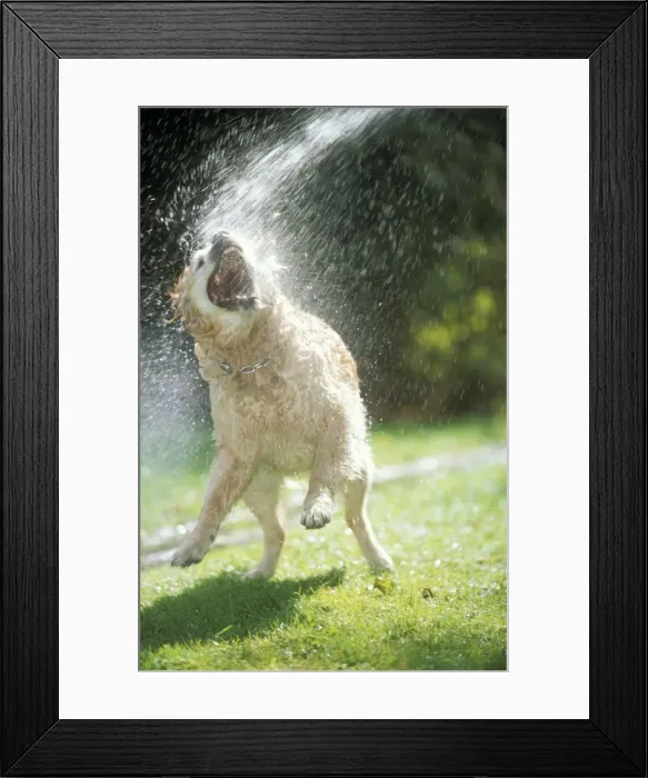 Framed Print : Dog ME 944 Labrador Retriever Enjoying a hose shower © Johan De Meester / ardea. com Framed Print : Dog ME 944 Labrador Retriever Enjoying a hose shower © Johan De Meester / ardea. com