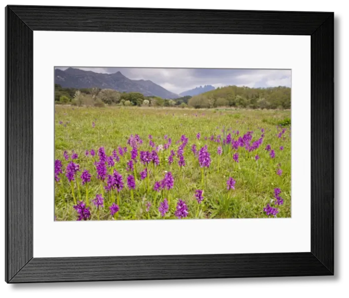 Framed Print : Old pasture full of Green-winged Orchids - at Quenza, in the mountains of central Corsica Framed Print : Old pasture full of Green-winged Orchids - at Quenza, in the mountains of central Corsica