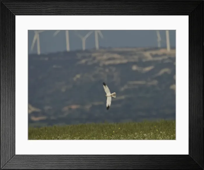 Framed Print : Pallid Harrier - male in flight - Southern Cyprus - April Framed Print : Pallid Harrier - male in flight - Southern Cyprus - April