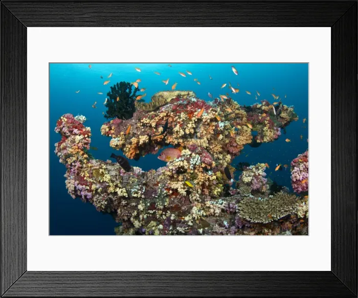 Framed Print : Colorful Marine Sponges and Soft Corals (Dendronephthya sp) - Kunavashi - Felidhoo Atoll - Maldives Framed Print : Colorful Marine Sponges and Soft Corals (Dendronephthya sp) - Kunavashi - Felidhoo Atoll - Maldives