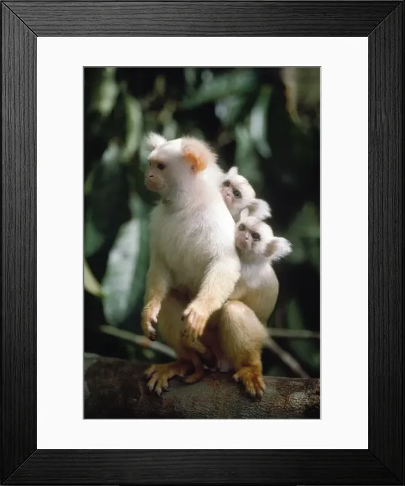 Framed Print : Golden White Tassel-ear Marmoset - male carrying twin infants on back - 3 weeks old - adults share the upbringing - Amazonia - Brazil - South America Framed Print : Golden White Tassel-ear Marmoset - male carrying twin infants on back - 3 weeks old - adults share the upbringing - Amazonia - Brazil - South America