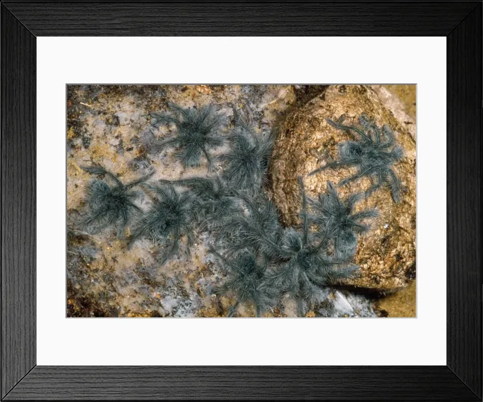 Framed Print : Tarantula Spider - babies Framed Print : Tarantula Spider - babies