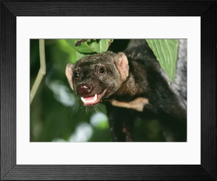 Framed Print : Tayra NG 261 Male in rainforest, Guyana, South America. Eira babbara © Nick Gordon / ardea. com Framed Print : Tayra NG 261 Male in rainforest, Guyana, South America. Eira babbara © Nick Gordon / ardea. com