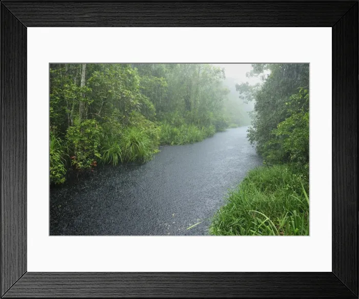 Framed Print : Heavy rain - blackwater river on the way to Camp Leakey - Tanjung Puting National Park - Kalimantan - Borneo - Indonesia Framed Print : Heavy rain - blackwater river on the way to Camp Leakey - Tanjung Puting National Park - Kalimantan - Borneo - Indonesia