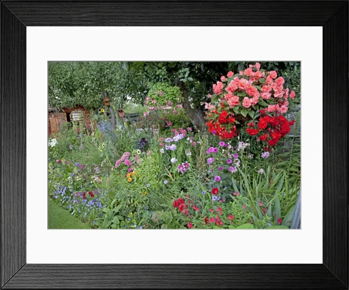 Framed Print : Colourful display of flowers in garden - Cheltenham - UK Framed Print : Colourful display of flowers in garden - Cheltenham - UK