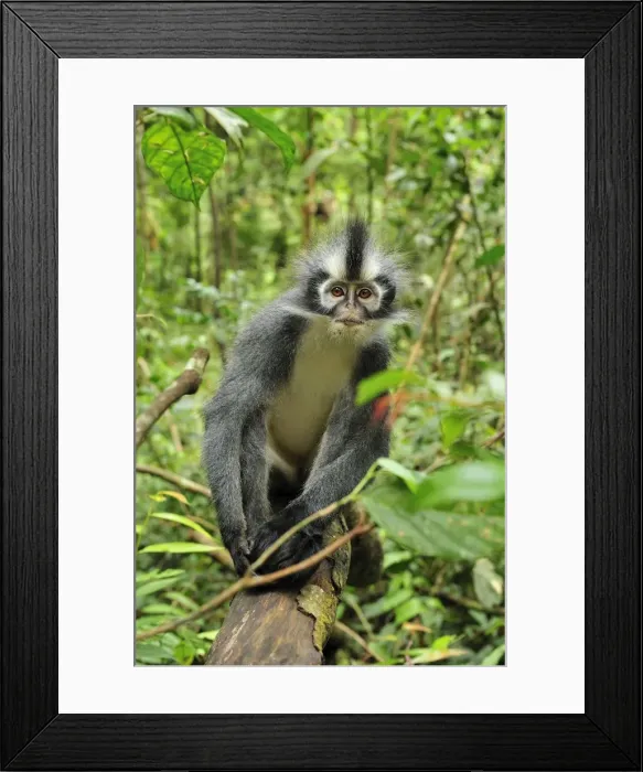 Framed Print : Thomas's Langur / Thomas's Leaf Monkey - Gunung Leuser National Park - Northern Sumatra - Indonesia Framed Print : Thomas's Langur / Thomas's Leaf Monkey - Gunung Leuser National Park - Northern Sumatra - Indonesia